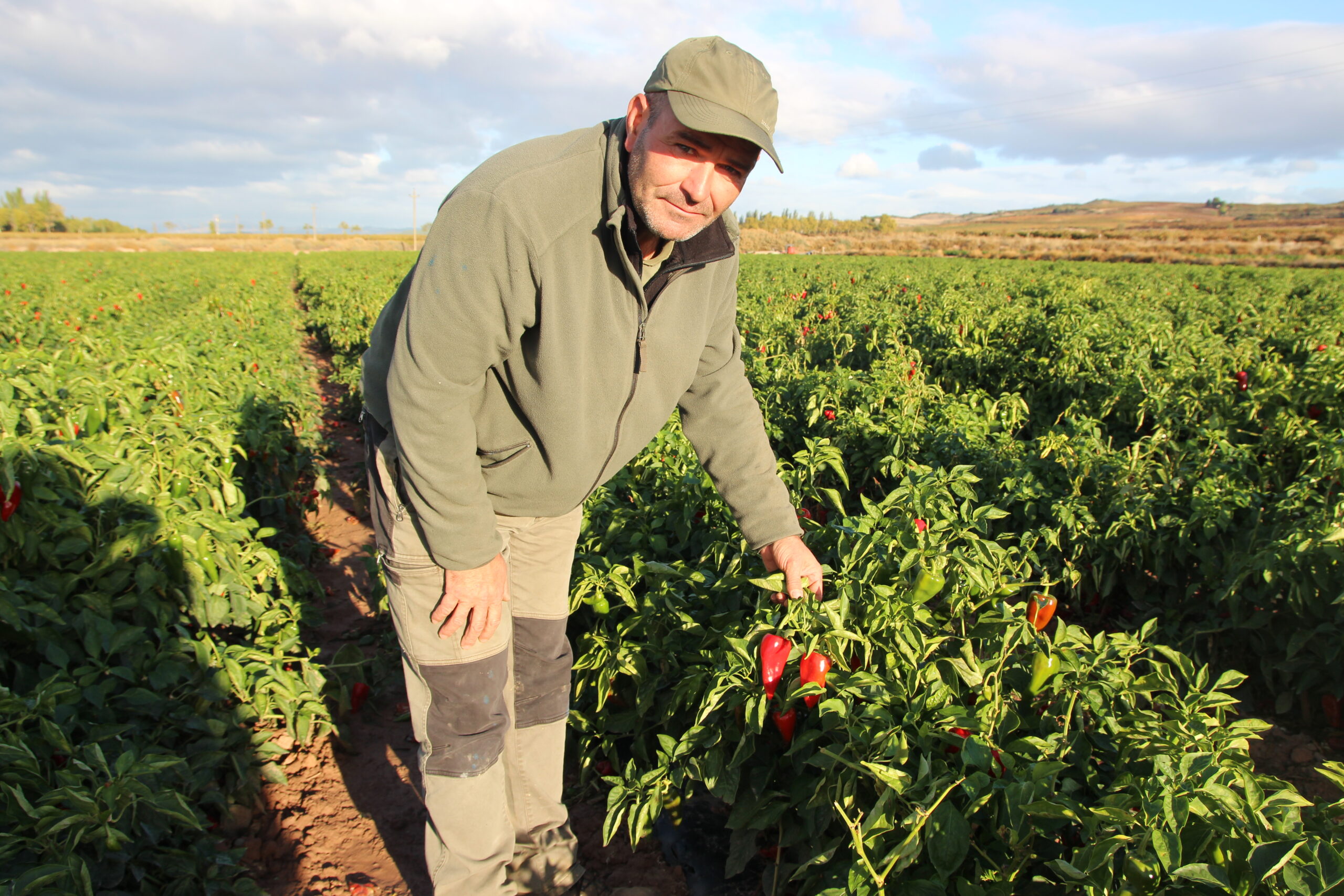 PIMIENTO. Jorge Ruiz, agricultor de Pimiento de Piquillo, muestra los frutos de gran calidad que ha dejado 2022